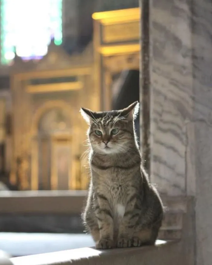 There's A Cat Permanently Living In The Hagia Sophia In Istanbul (30 Pics)