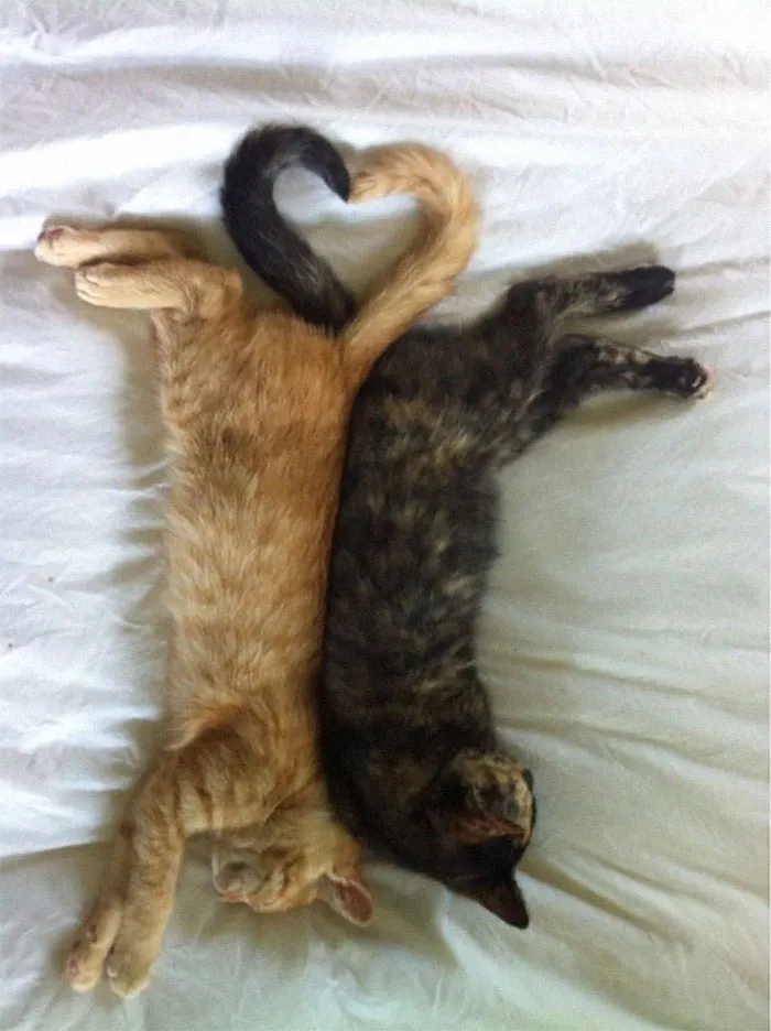 40 Personas que pillaron a sus gatos durmiendo juntos en extrañas posturas y tuvieron que compartirlo