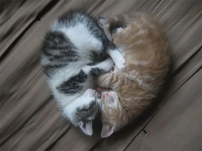 40 Personas que pillaron a sus gatos durmiendo juntos en extrañas posturas y tuvieron que compartirlo