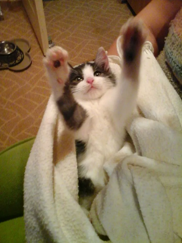 This Is Fitz. Someone Dropped Him In Front Of Our House With Damaged Back Legs. He Is Fine And Thriving At 7 Years Old