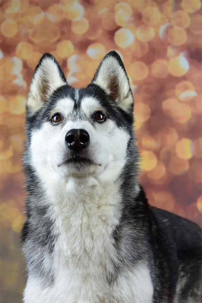 Woman Shares A Post About How Quickly Dogs Age To Remind People To Cherish Every Moment With Them