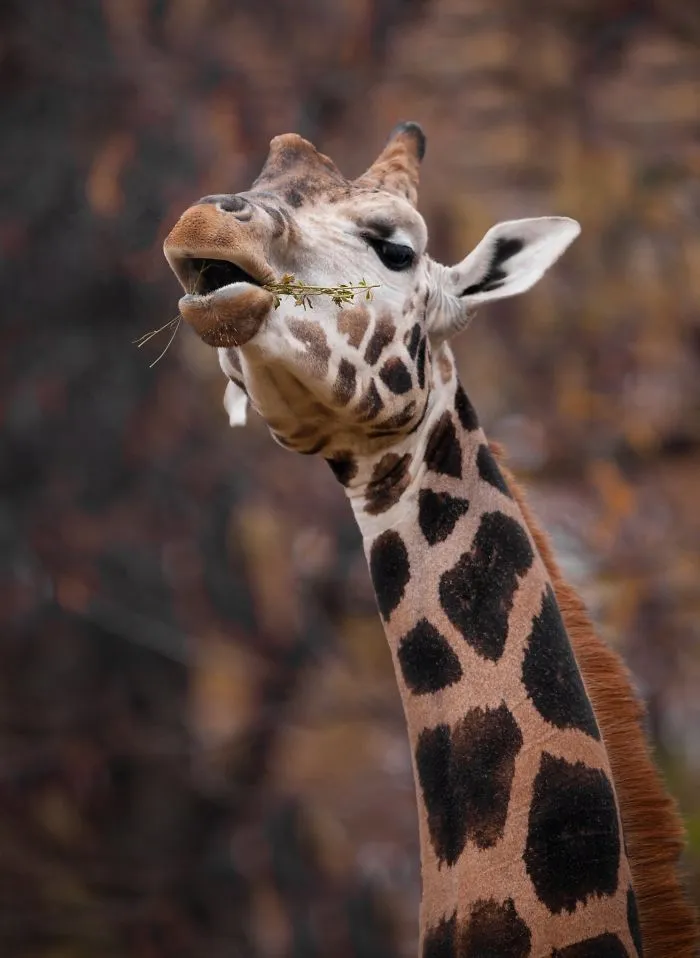 I Am A Wildlife Hunter, But I Hunt With My Camera (19 Pics)