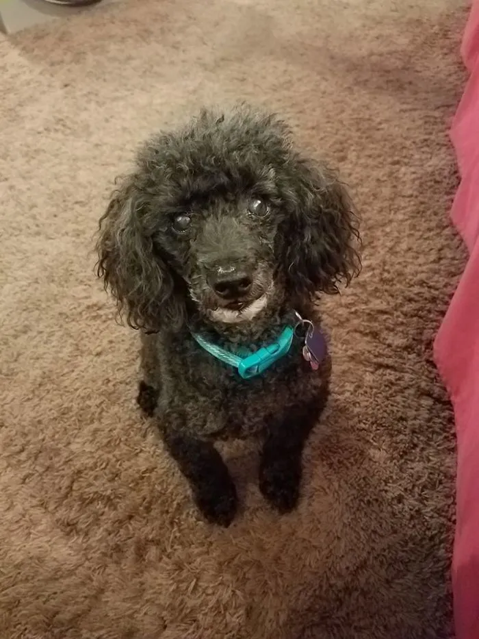 Woman Shares A Post About How Quickly Dogs Age To Remind People To Cherish Every Moment With Them