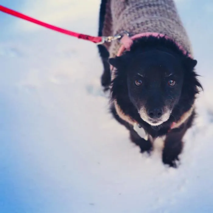 Woman Shares A Post About How Quickly Dogs Age To Remind People To Cherish Every Moment With Them