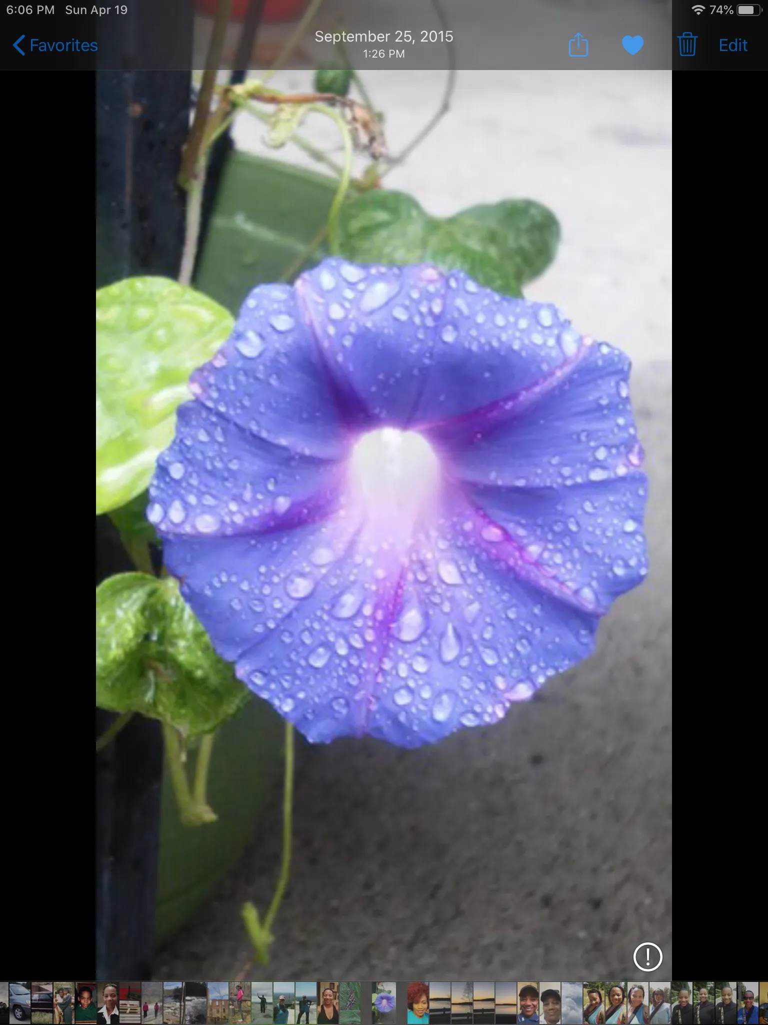 I Love Flowers