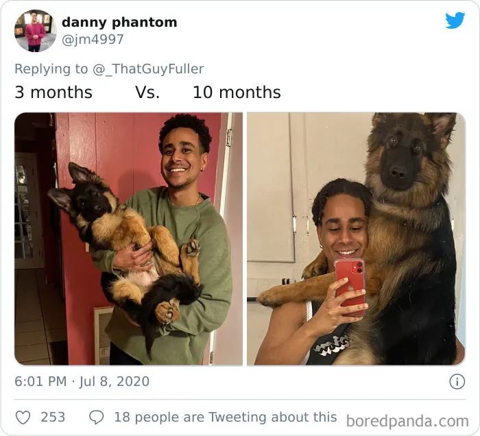 La gente comparte en twitter fotos de sus perros de cachorros y cómo son ahora (30 imágenes)
