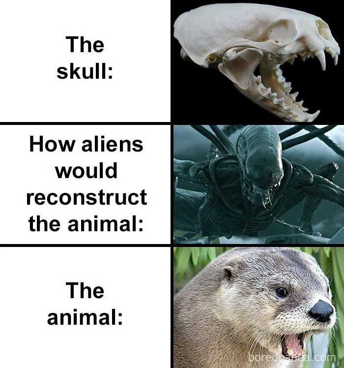 People Compare How Aliens Would Reconstruct Animals Based On Their Skulls Vs. What They Really Look Like (28 Pics)