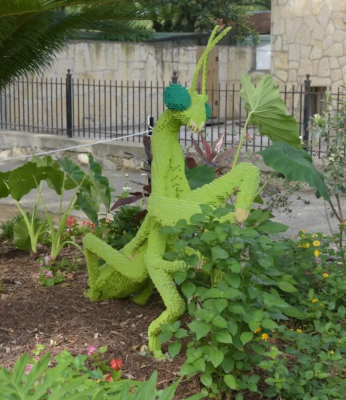 Mantis