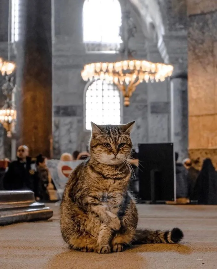 There's A Cat Permanently Living In The Hagia Sophia In Istanbul (30 Pics)