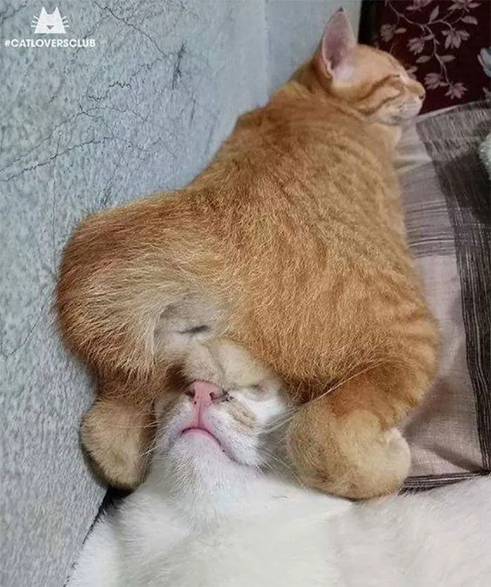 40 Personas que pillaron a sus gatos durmiendo juntos en extrañas posturas y tuvieron que compartirlo