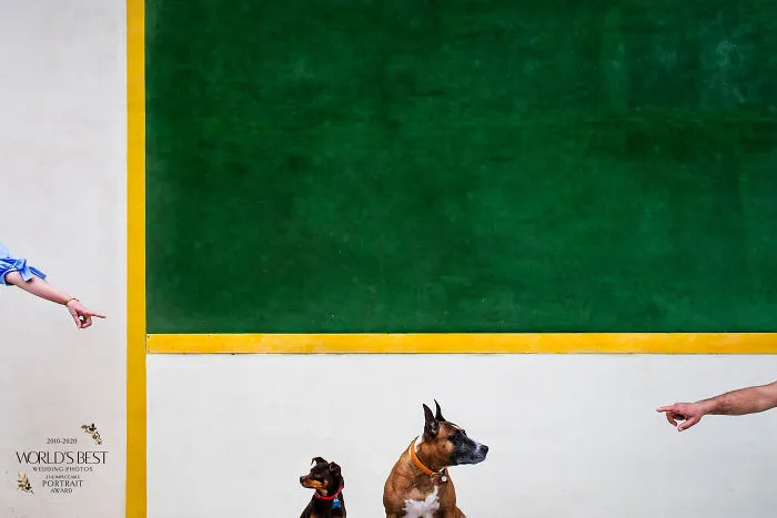 You Can Always Win With Dogs (And Victor's Amazing Composition)