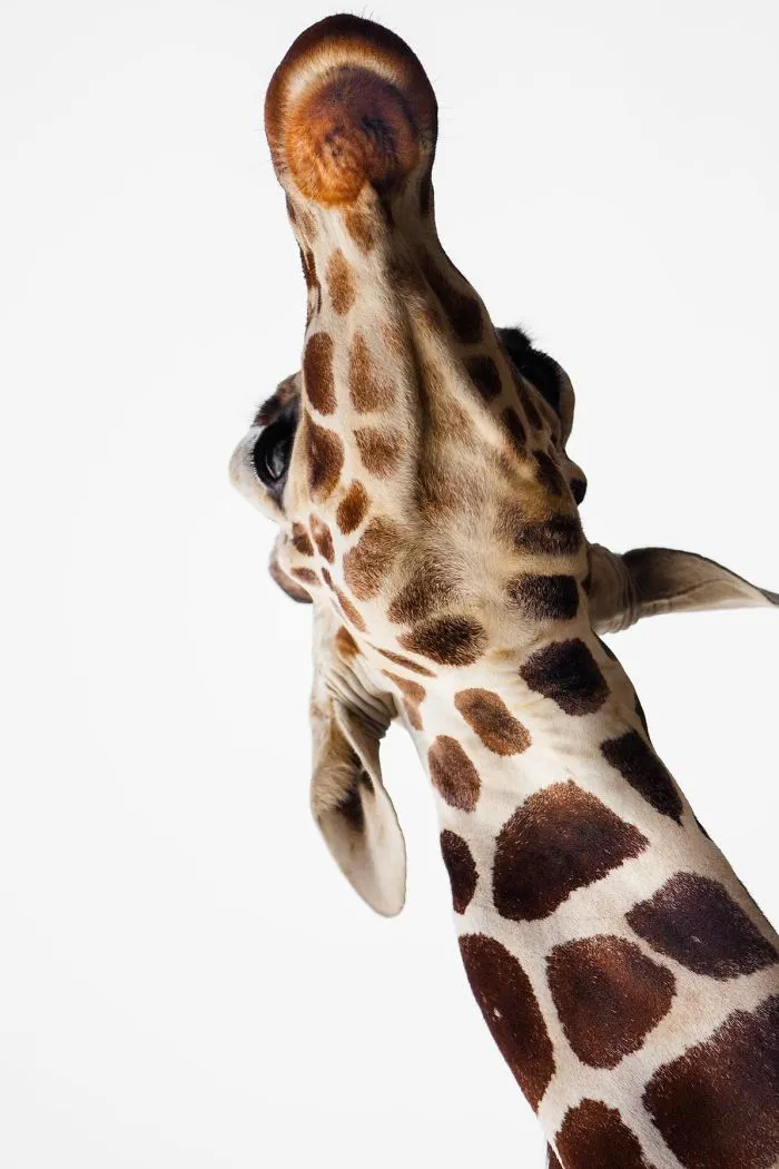 I Am A Wildlife Hunter, But I Hunt With My Camera (19 Pics)