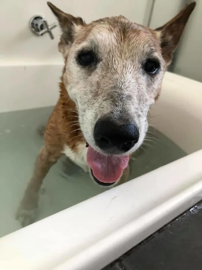 Woman Shares A Post About How Quickly Dogs Age To Remind People To Cherish Every Moment With Them
