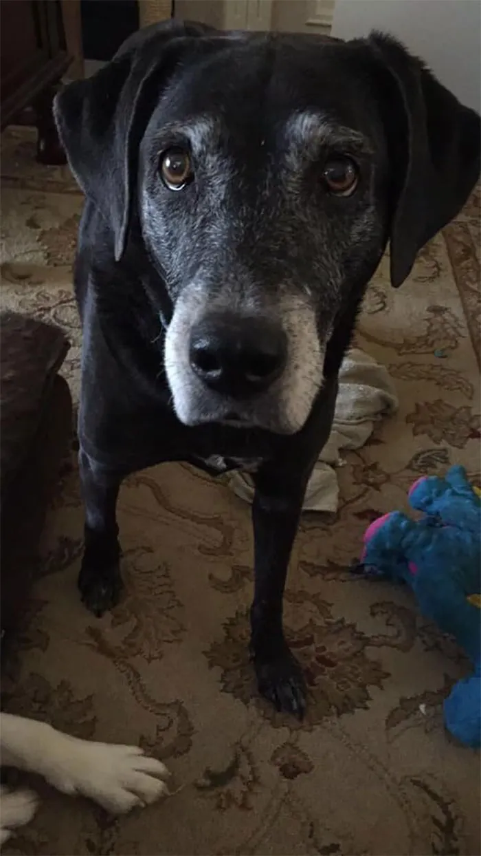 Woman Shares A Post About How Quickly Dogs Age To Remind People To Cherish Every Moment With Them