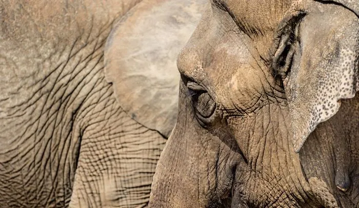 I Am A Wildlife Hunter, But I Hunt With My Camera (19 Pics)