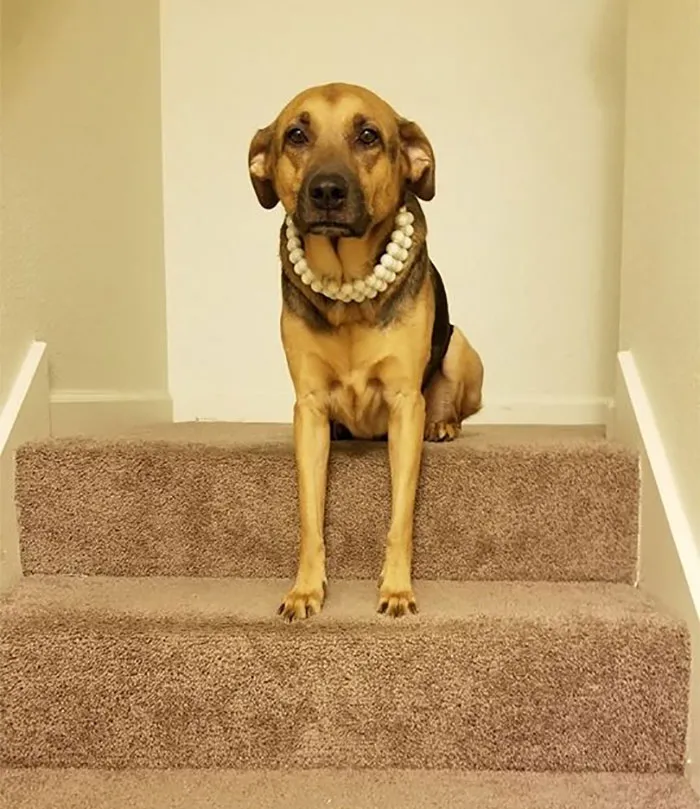 Woman Shares A Post About How Quickly Dogs Age To Remind People To Cherish Every Moment With Them