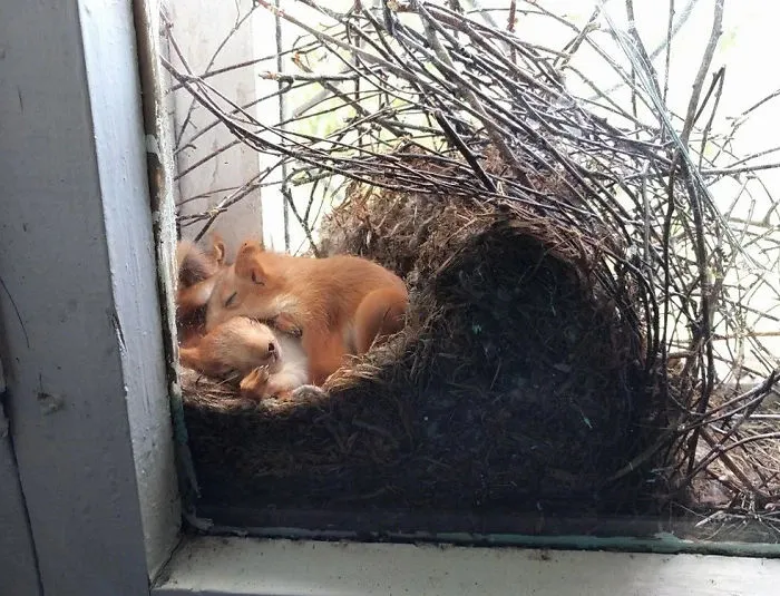 Usando una esquina de la ventana como nido