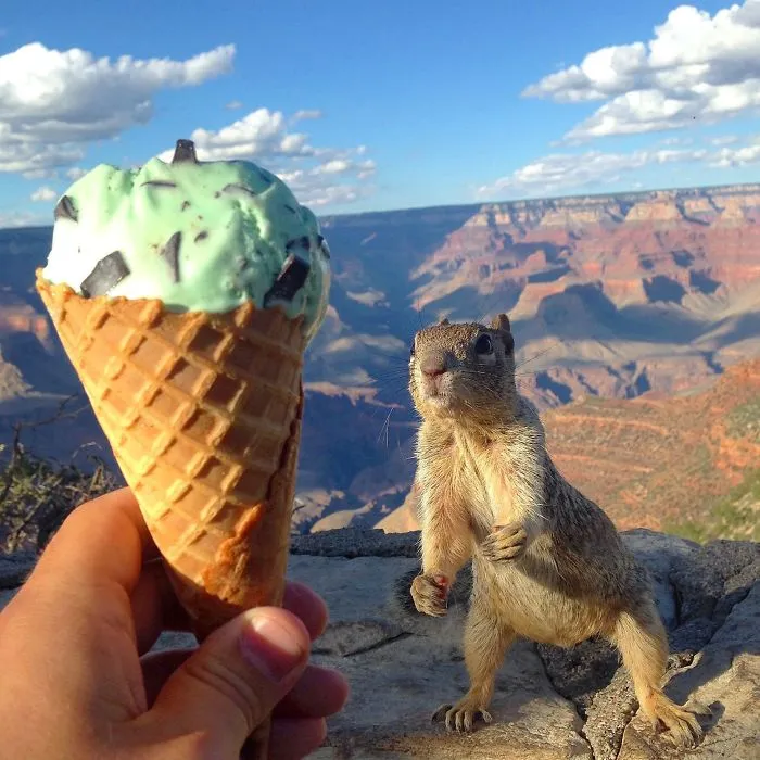 On A Recent Trip To The Grand Canyon, I Was Reprimanded For Taking This Picture. Totally Worth It