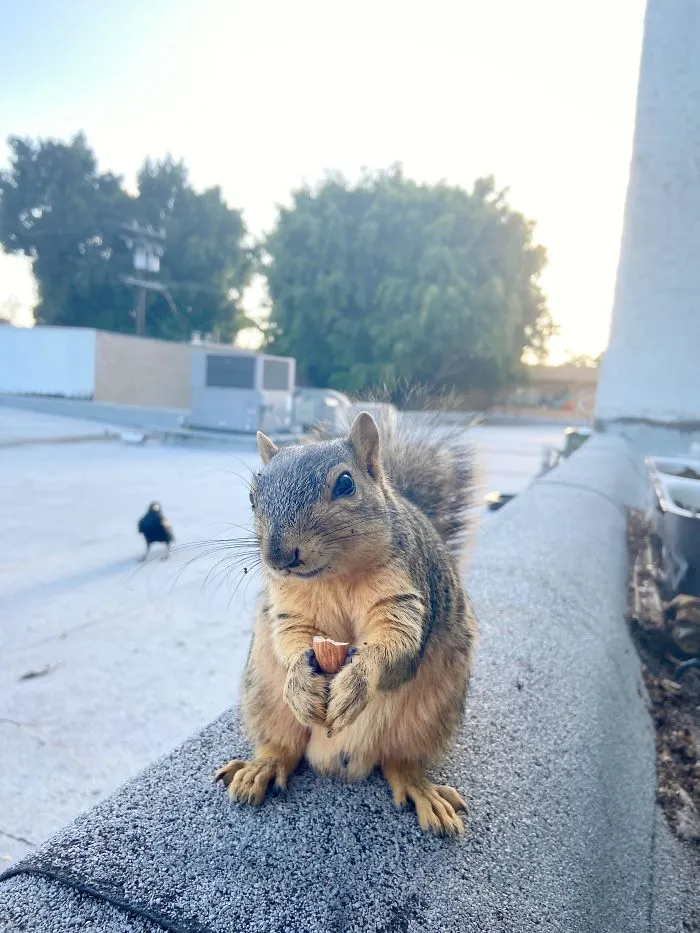 This Is Judy. She (He?) Comes To My Kitchen Window Every Day To Get Some Almonds. I Love Her (Him?) So Much. That Little Smile Makes Me Melt