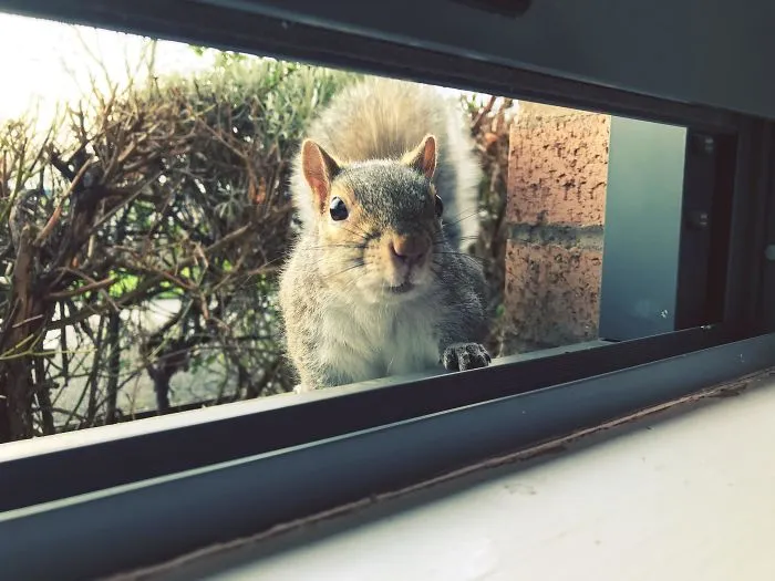 I’m Stuck In The Hospital Right Now And Every Morning This Guy And His Pals Come To My Window