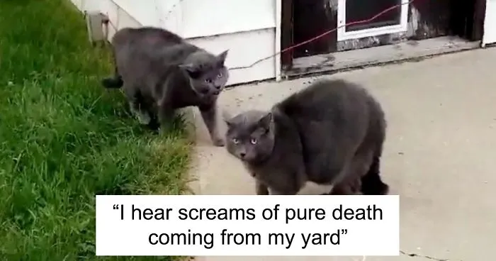 Woman Left Her Cat In Her Yard, Ran Outside After Hearing Screams To Find There Were Two Of Them And She Couldn't Tell Who Was Who