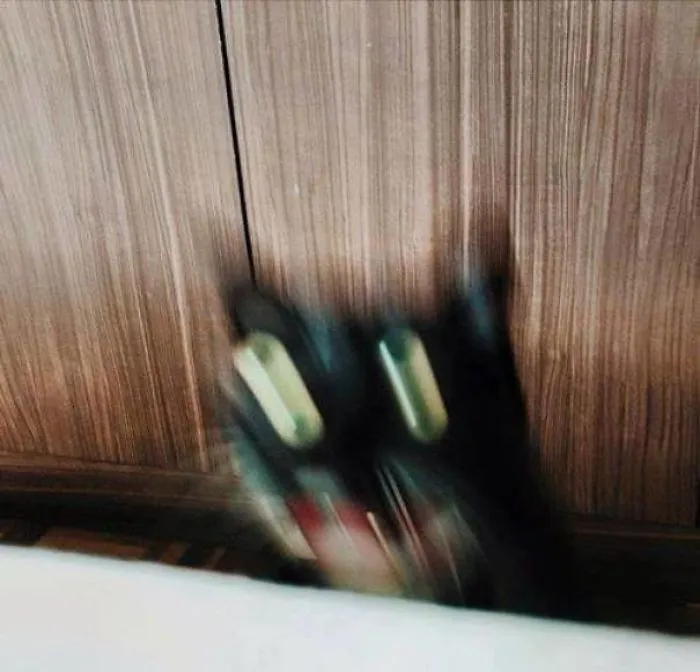 Just A Cat Falling Off A Table