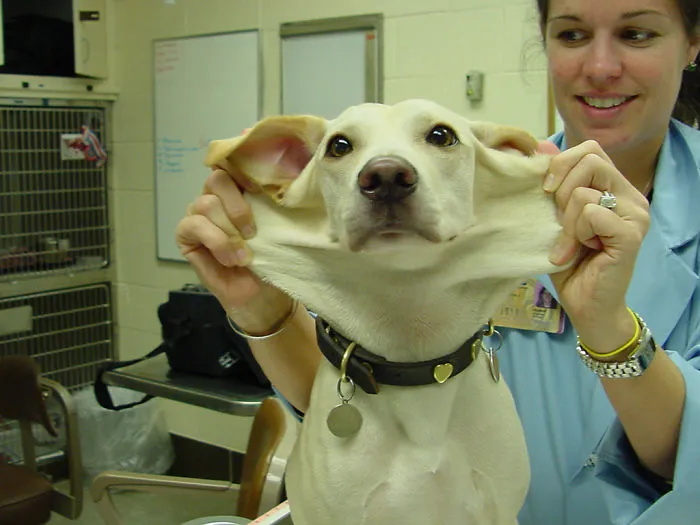 Stretch Dogstrong