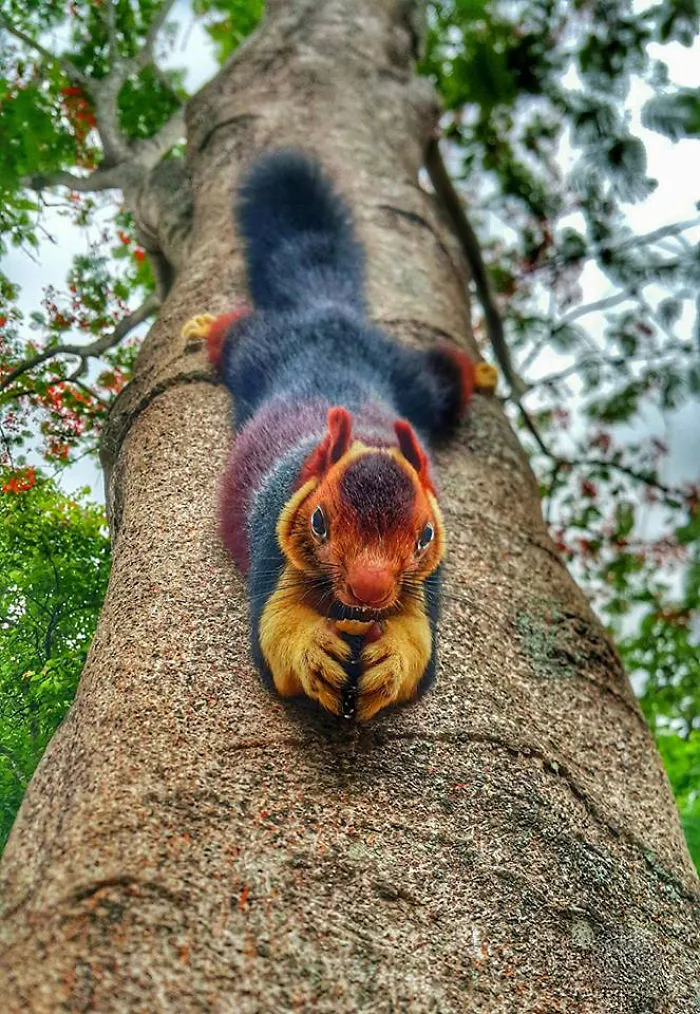 Lo encontré en el bosque Achankovil, en India