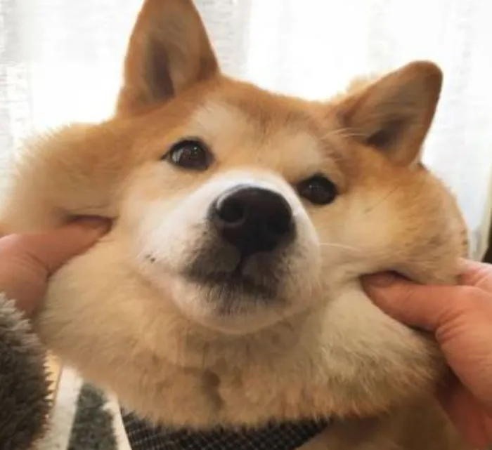 He Protec, He Attac, But Mostly, Many Squishy Is Back