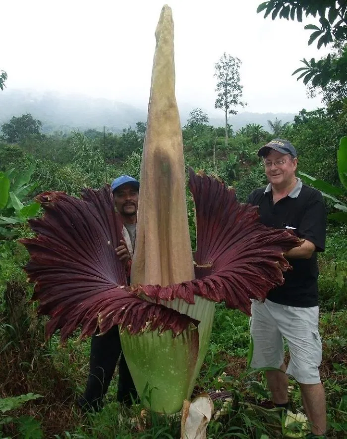 Amorphophallus Titanium, la mayor planta del mundo. Solo florece 4 días cada 40 años