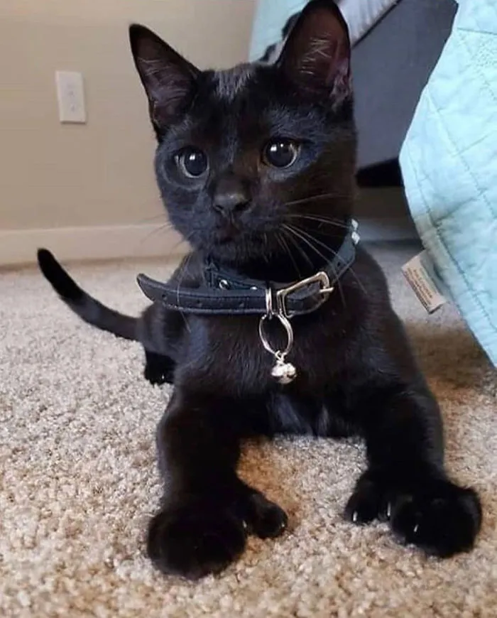 He Attac
