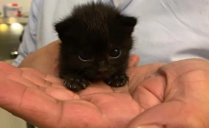 Pequeño asesino