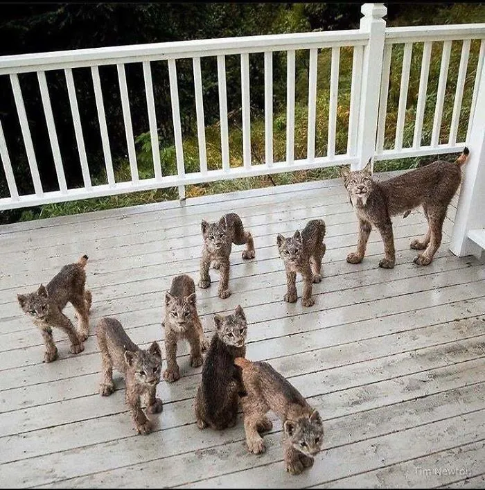 Mamá lince con 7 cachorros, eso son... 32 manoplas asesinas