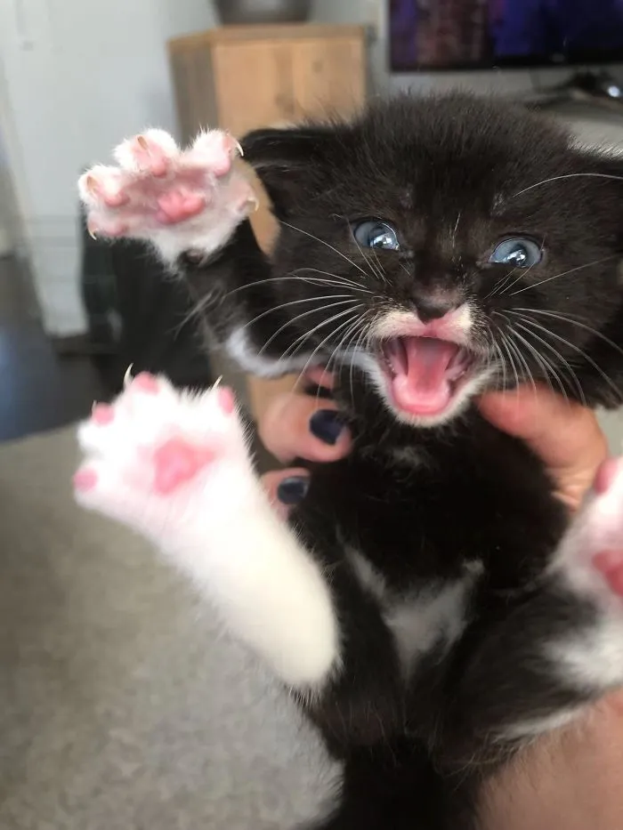 Fear Me Hoomans