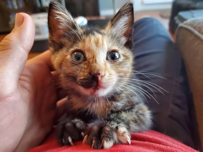 As I Was Leaving Work My Coworkers Told Me I Had A Cat In My Trucks Engine Bay. Meet Fjord The Mighty Huntress.