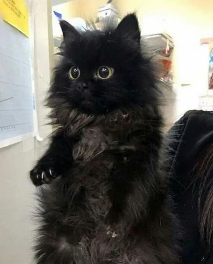 Peludo y garrudo