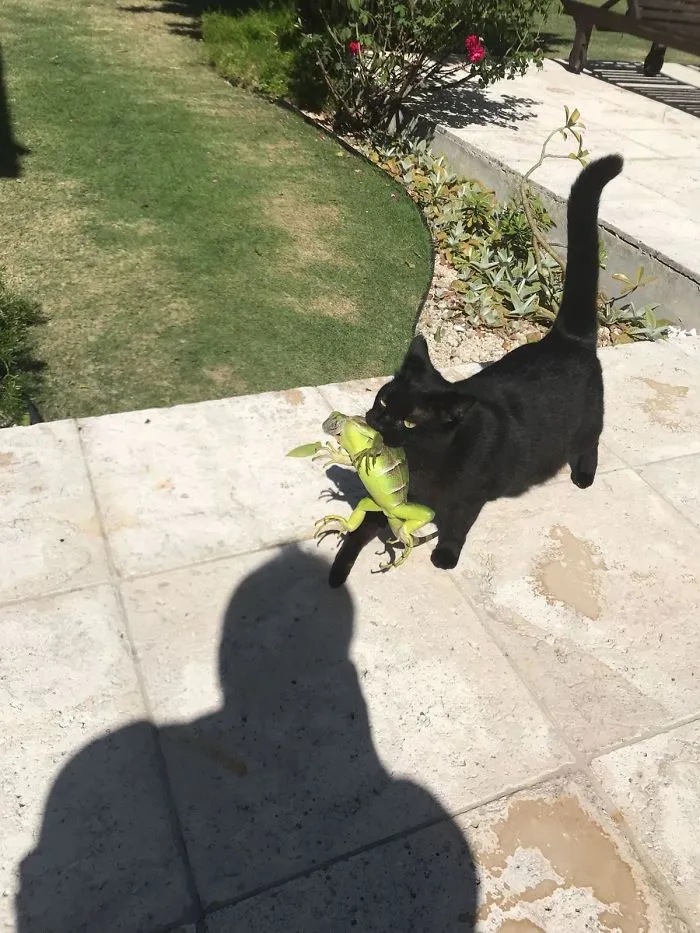El gato me ha traido una iguana