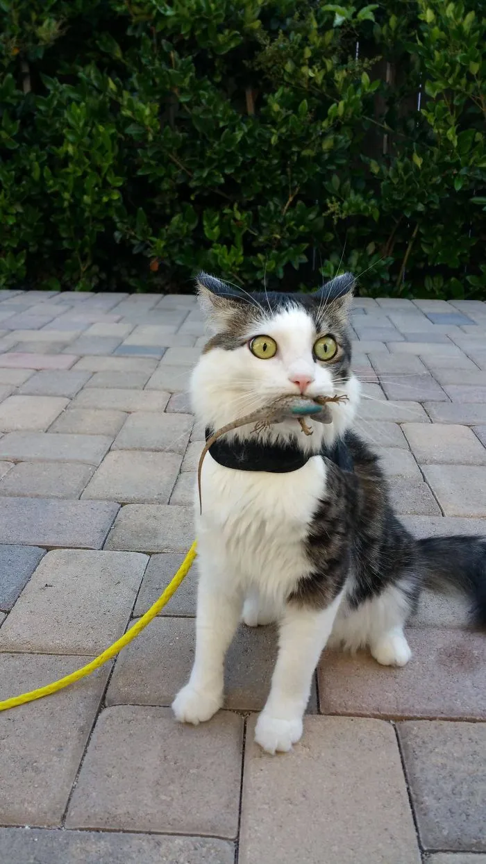 Mi gato ha pillado a un lagarto y ahora no sabe qué hacer