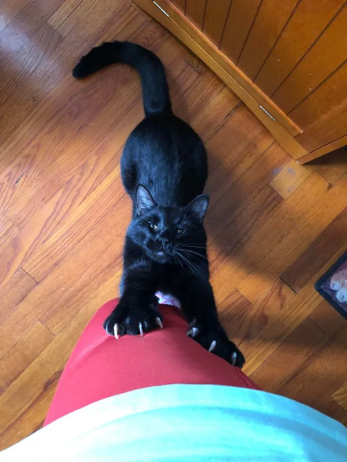 How I Am Greeted When I Get Home Every Day