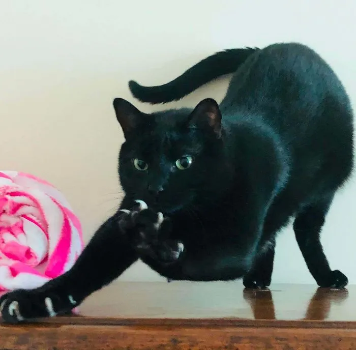 Yoshi, The Panther