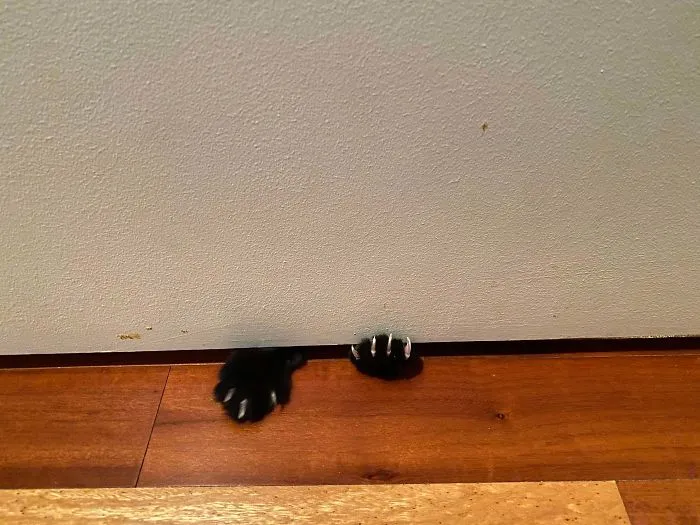 I Can’t Ever Go To The Bathroom In Peace.