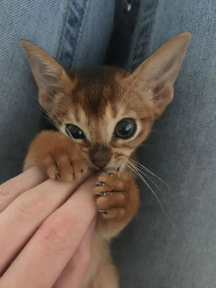 Teeny Tiny Vicious Murder Mittens