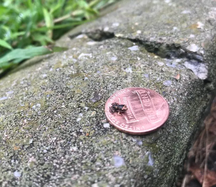 He encontrado una ranita diminuta