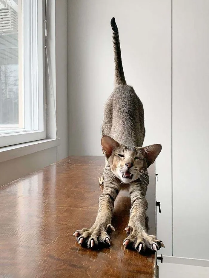 Estirando las patas