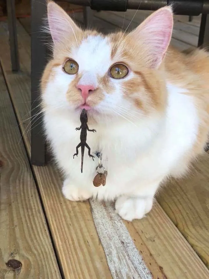 Jugando con una lagartija