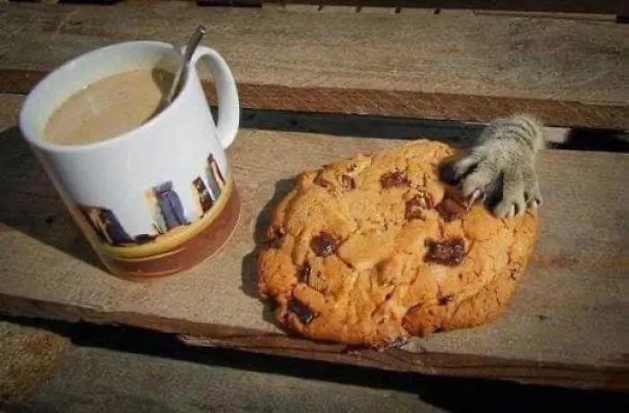 Touch Tha Chockamachip Cookee