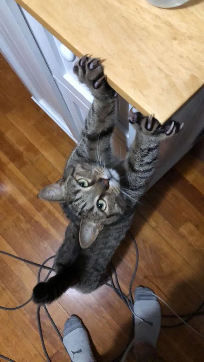 Murder Mittens Used To Beg For His Wet Food. He Wants Us To Know He Could Rip Us Apart If We Neglect To Feed Him. Murder Mittens.