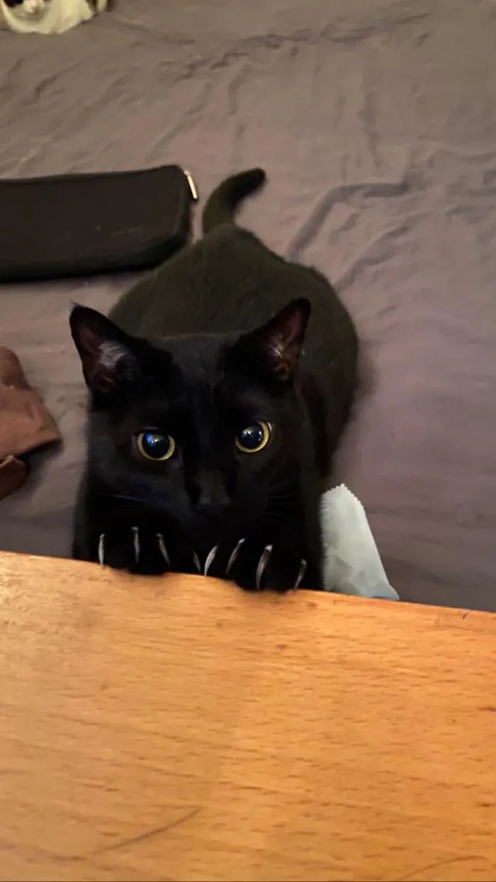 Paws