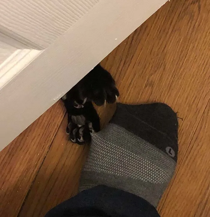 Just When I Thought It Was Safe To Go To The Bathroom! (Bandit Strikes Again!)