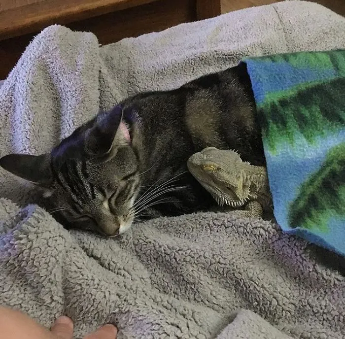 Mi gato adoptó a mi lagarto como si fuera un gatito con escamas, y ahora hacen todo juntos